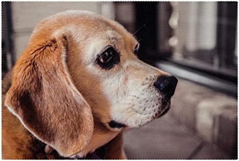 Micul Beagle câine animal de companie drăguț masă Placemat loc lavabil Rogojini, 12 x 18 inch