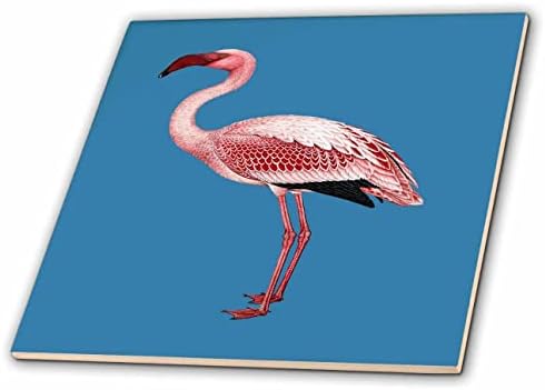 3drose Pink Flamingo artă vectorială izolată pe plăci albastre