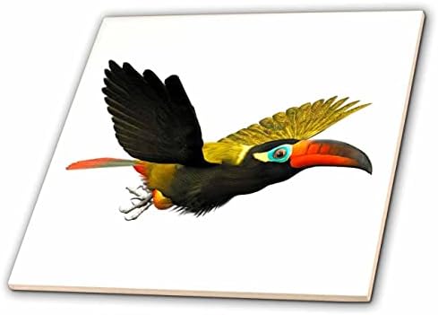 3drose Boehm grafică pasăre-Guinan Toucanet pasăre masculină-gresie