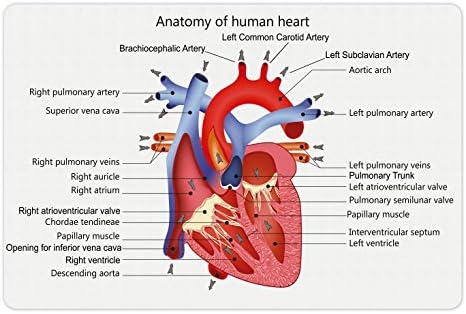 Ambesonne Science pet Mat pentru hrană și apă, structura inimii anatomia corpului uman venele organelor Cardiologie, covoraș din cauciuc antiderapant pentru câini și pisici, 18 X 12, Multicolor
